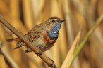 2021BlaukehlchenImSchilfFoto(c)MichaelDvorak.jpg