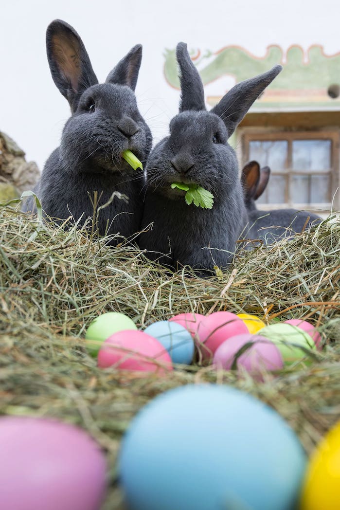 OsternSchoenbrunnFotocDanielZupanc