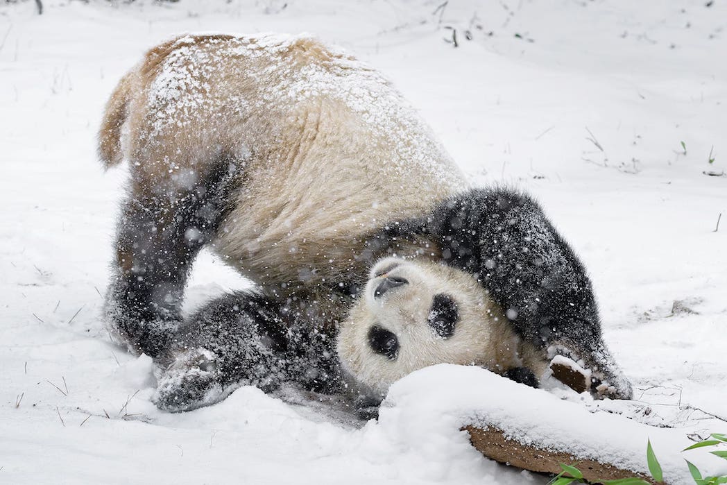 2026GrossePandaWinterFotocDanielZupanc