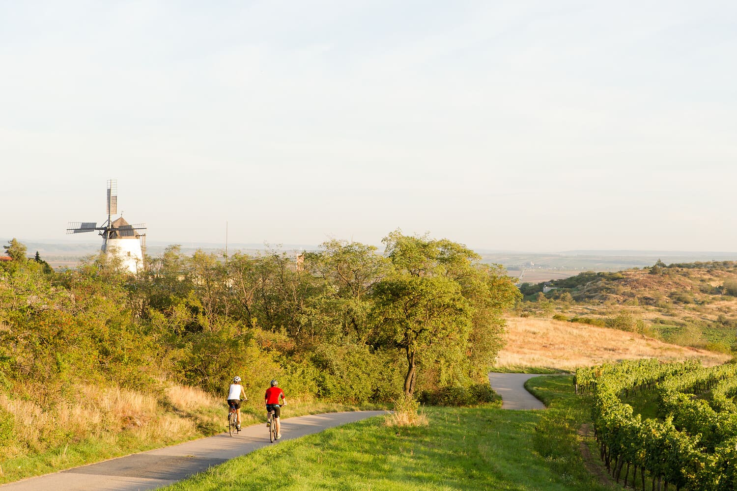 Weinherbst Niederösterreich und die Radtouren. Foto: (c)Niederösterreich Werbung/Astrid Bartl WeinherbstWeinviertelRadfahrenFotocNiederoesterreichWerbungAstridBartl