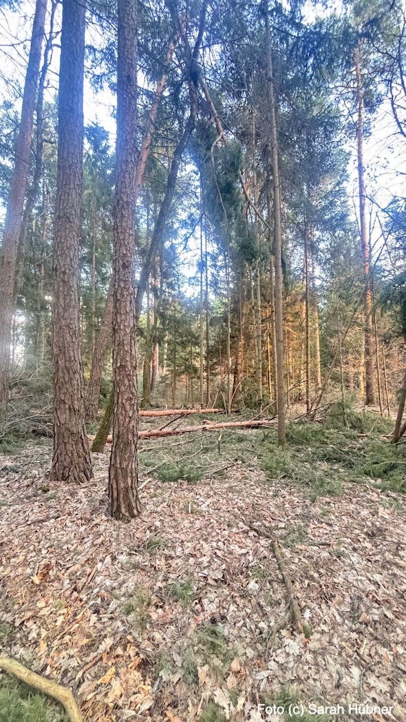 BaumschaedenSchneelastFotocSarahHuebner